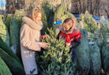 Готовимся к Новому году: когда лучше купить живую елку