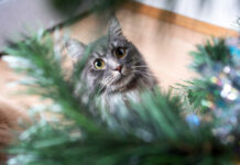 Почему кошка нервничает: 5 причин, которые нужно устранить