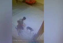 Полиция заинтересовалась видео с мужчиной, стрелявшим в собаку в Волгограде