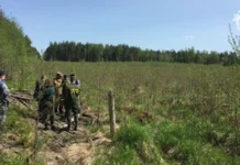 Чиновники лесхоза нанесли подмосковным лесам ущерб на 150 млн рублей