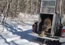 В Приморье выпустили в заказнике амурского тигра, нападавшего на собак