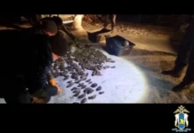 В Сахалинской области четверо членов организованной группы задержаны за незаконный вылов трепанга