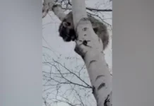 Енот застрял на дереве в Пятигорске