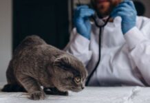 Неврологические болезни у животных: как распознать и что делать?