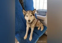 Пес забежал в поезд из Петербурга в Великий Новгород. Животное в приюте