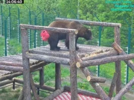Как Ленинградский зоопарк помогает декораторам по всей России