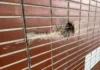 Восьмилетняя девочка погибла при атаки ВСУ в Подмосковье